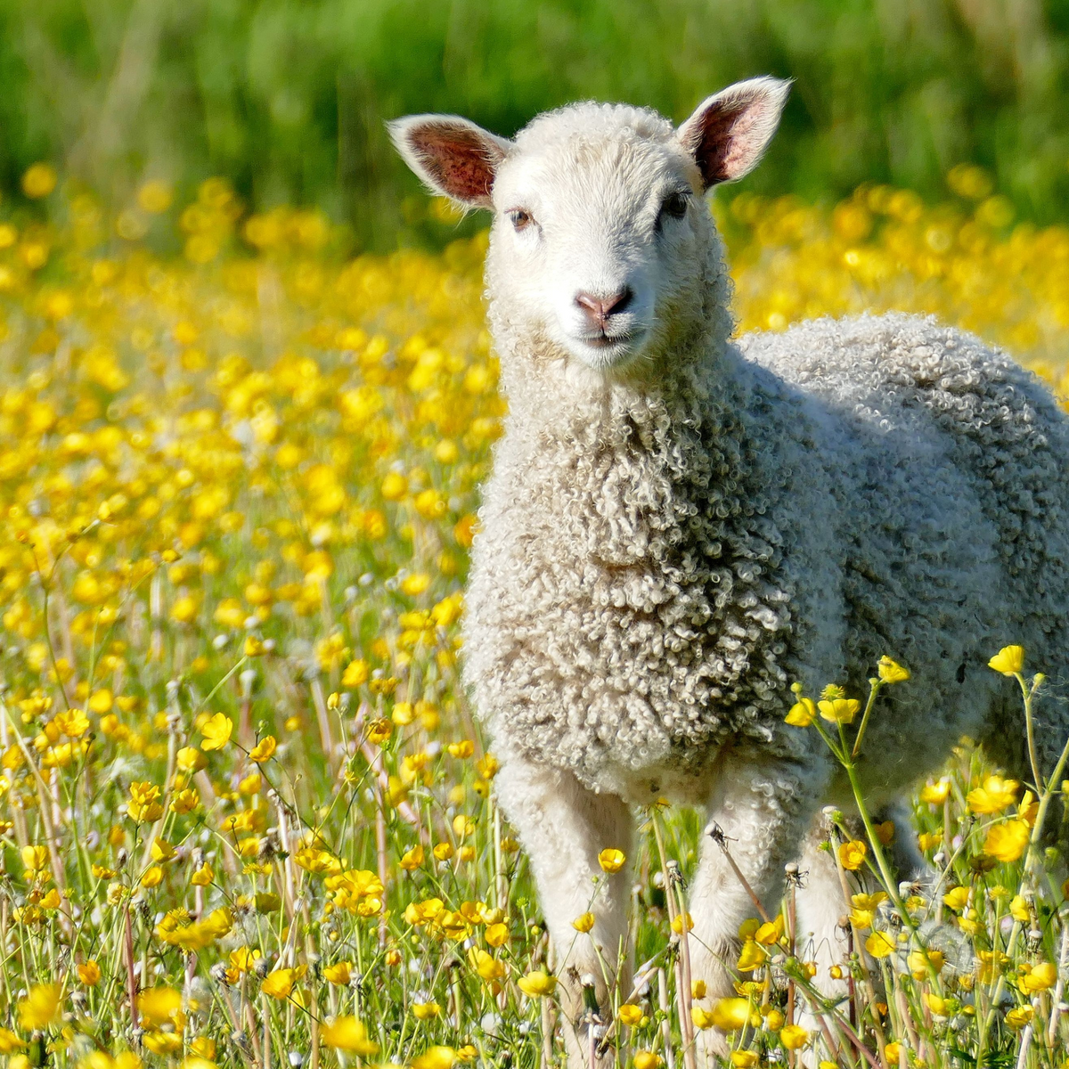 Wool Keeps You Cool (seriously)